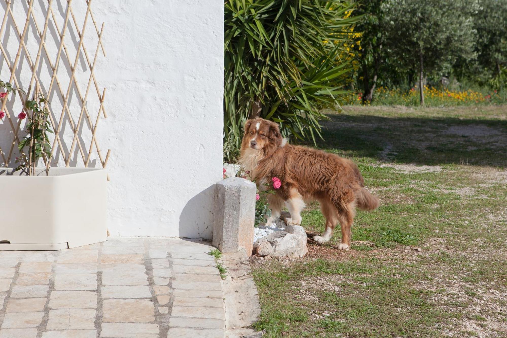 Masseria I Raffi B&B Monopoli Exterior foto